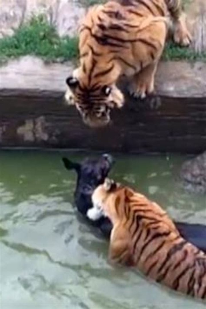 Can any dog kill a tiger?