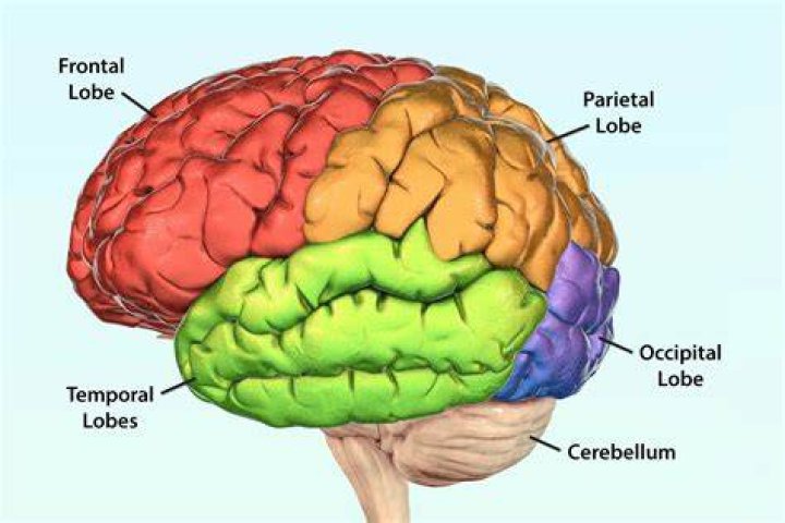 Can you live without temporal lobe?