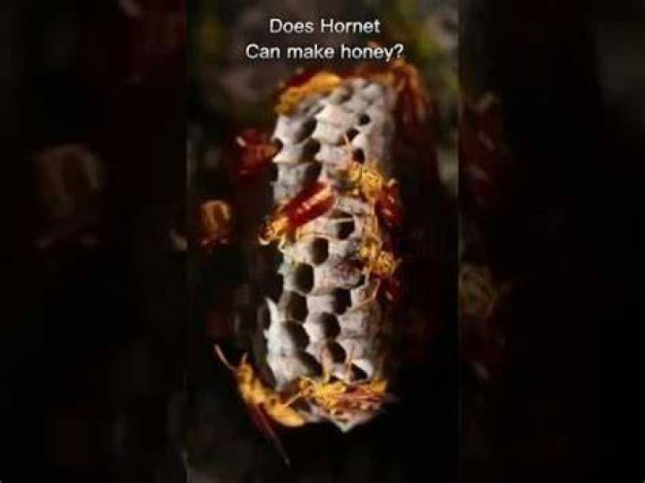Do Hornets make noise at night?