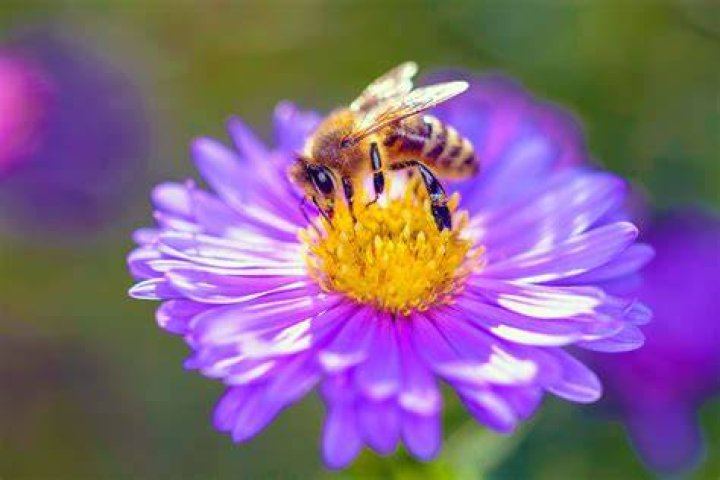 How bees and flowers help each other?
