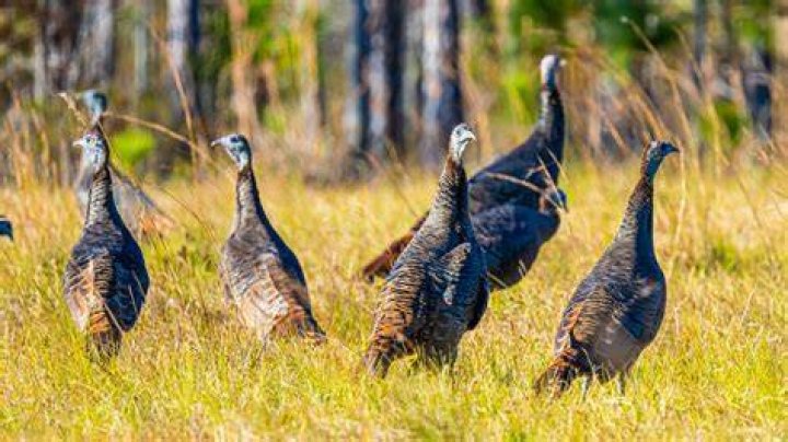 How do you draw wild turkeys in your yard?