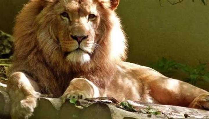 How much does a lion cost in Pakistan?