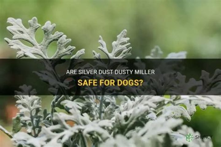 Is Sergeant Silver safe for dogs?
