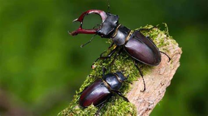 What are stag beetles attracted to?