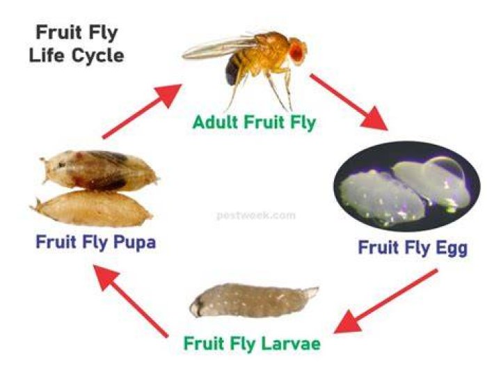 What does a fruit fly life cycle look like?