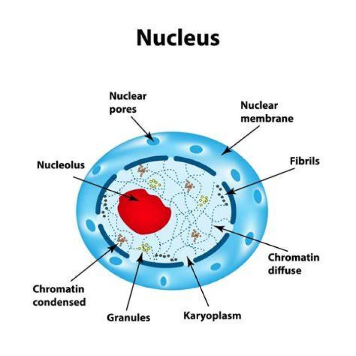 What does a nucleus represent?