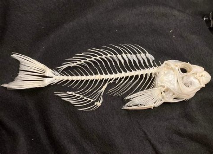 What fish bones mean?