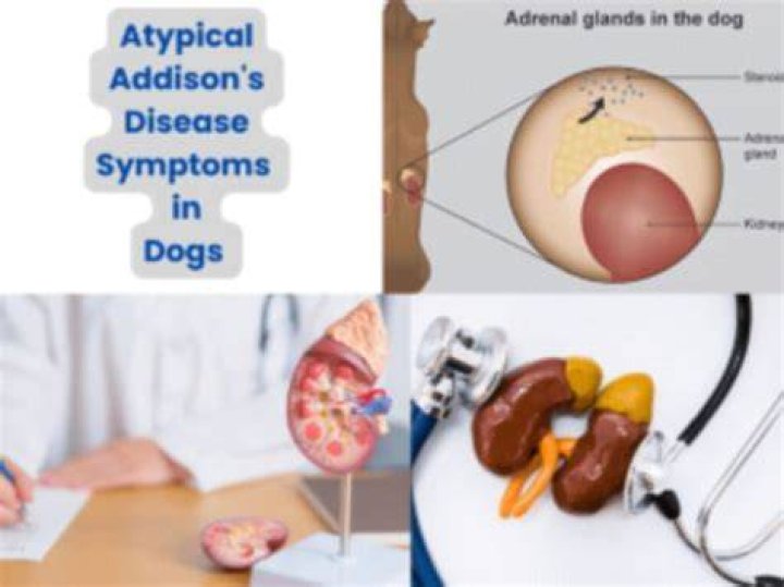 What is the difference between atypical and typical Addison's in dogs?