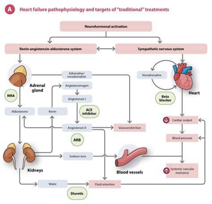 What is the mechanism of heart failure?