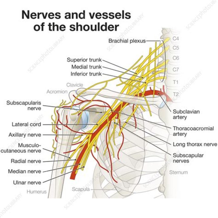What nerves are under the shoulder blade?