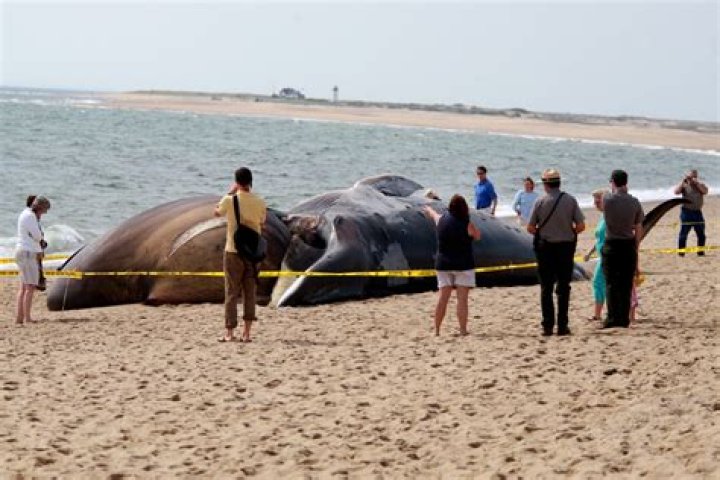 When did the whale explode?