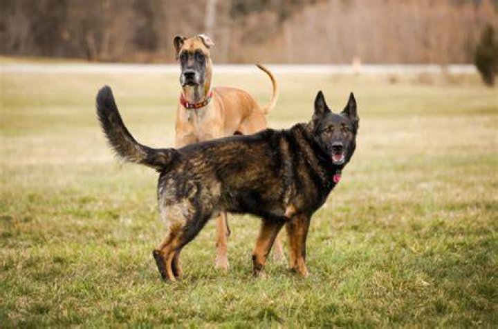 Which is better German shepherd or Great Dane?